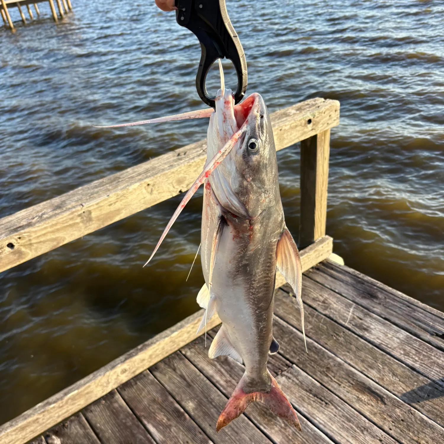 Gafftopsail sea catfish caught on Fishbrain