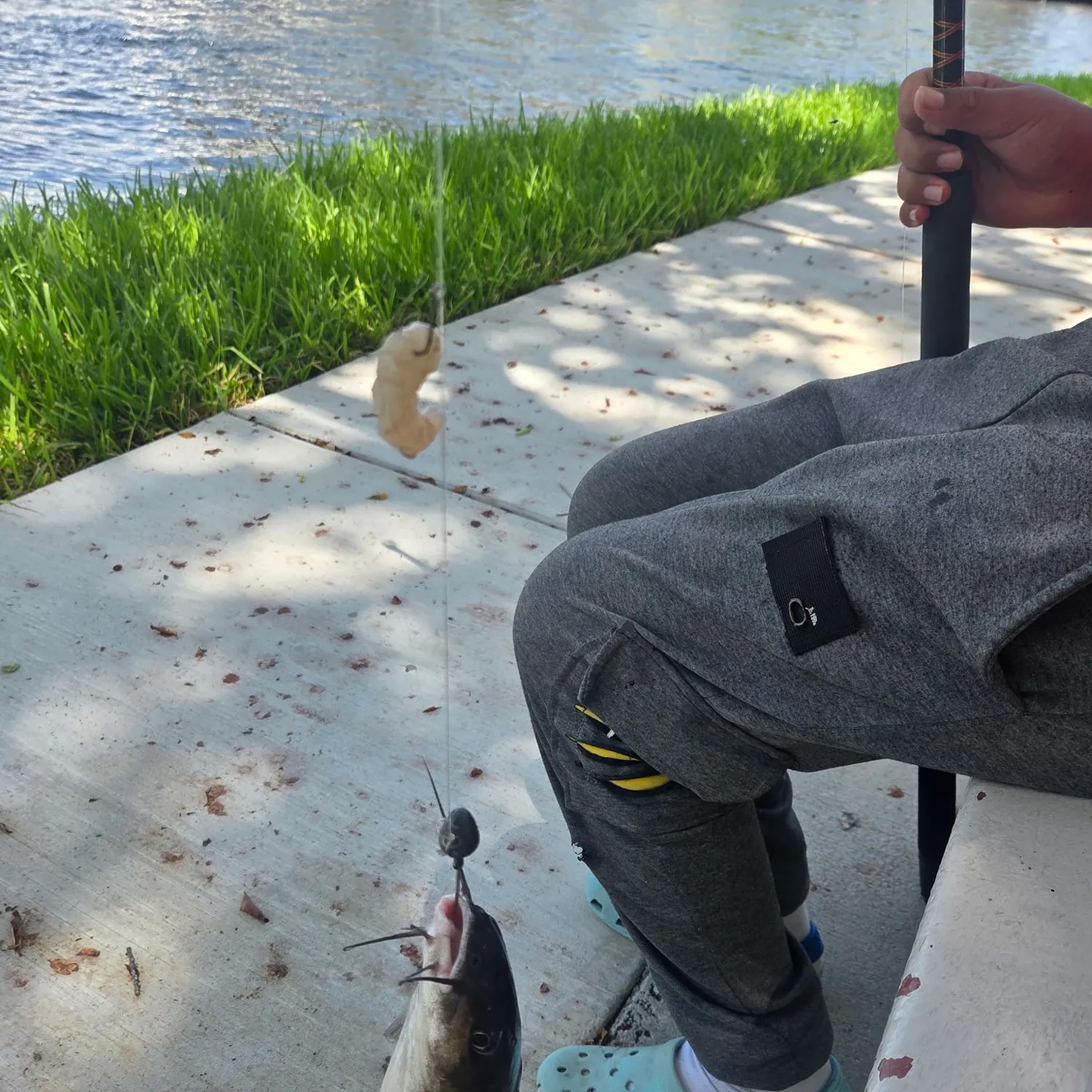 Hardhead sea catfish caught on Fishbrain