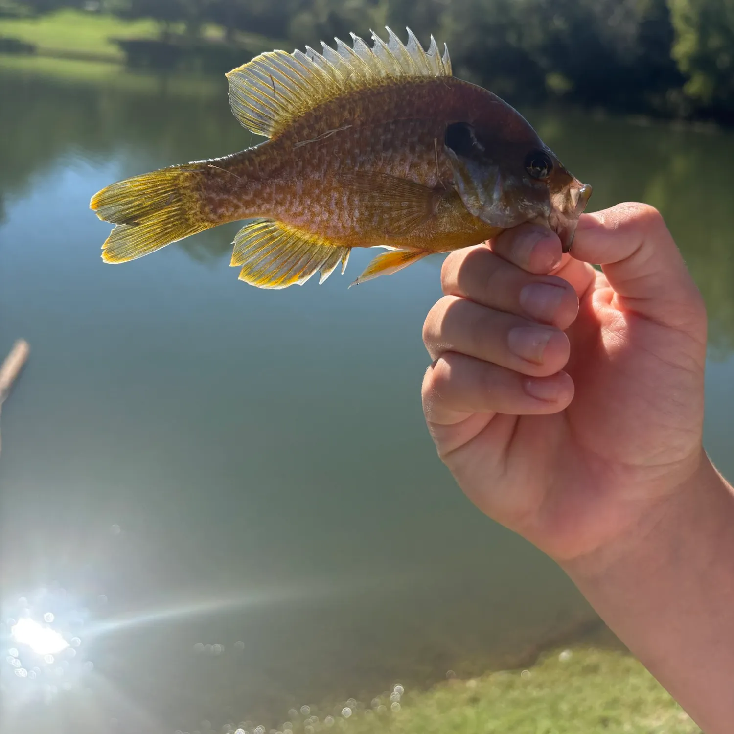 Green sunfish caught on Fishbrain