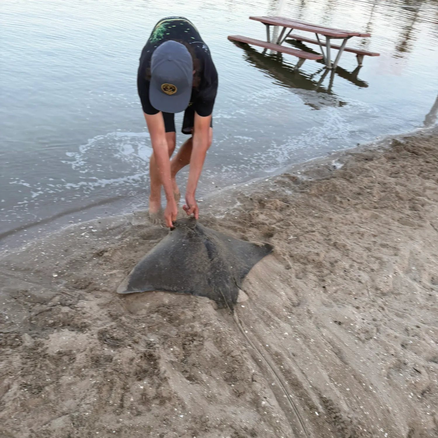 The most recent Bat eagle ray catches on Fishbrain