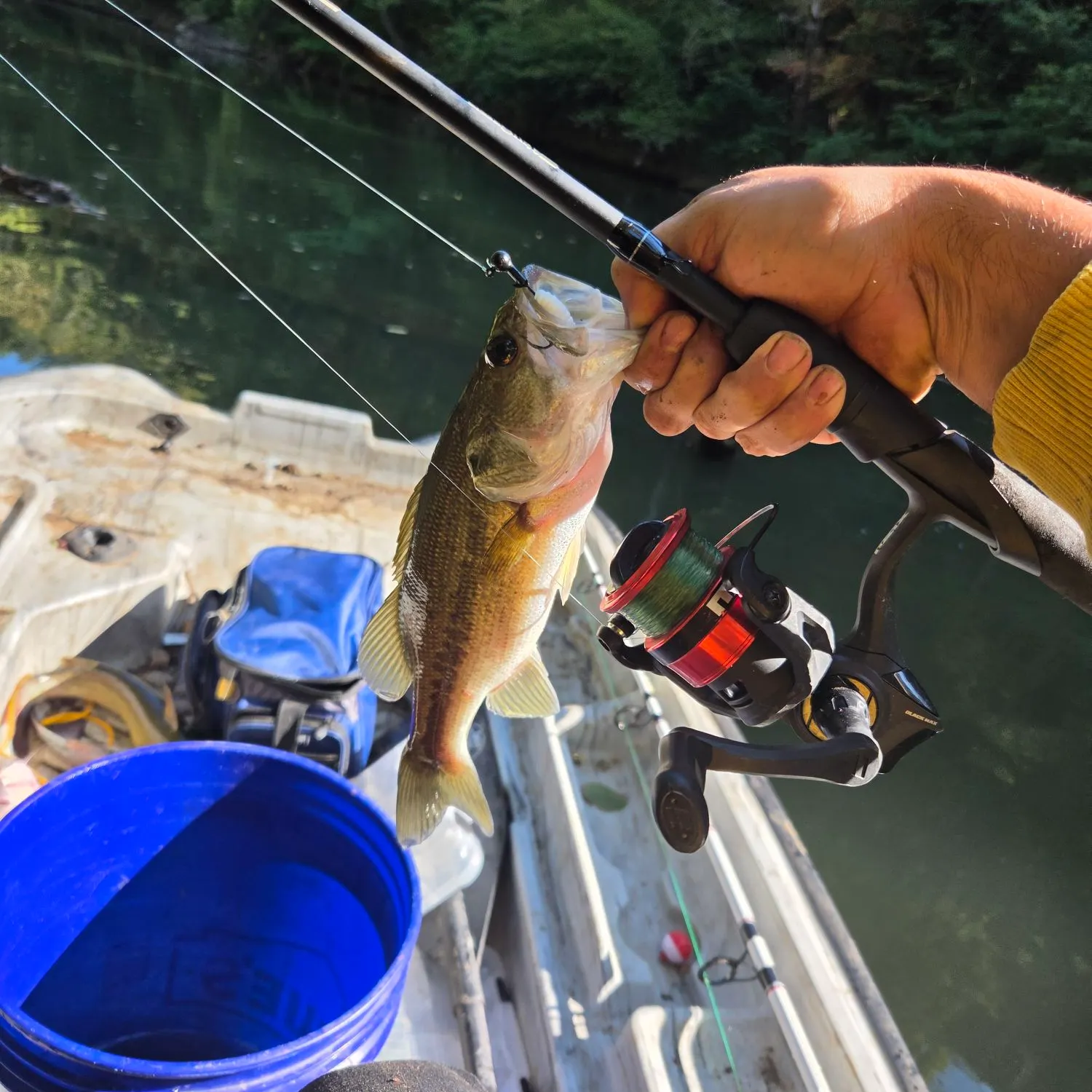 Largemouth bass caught on Fishbrain