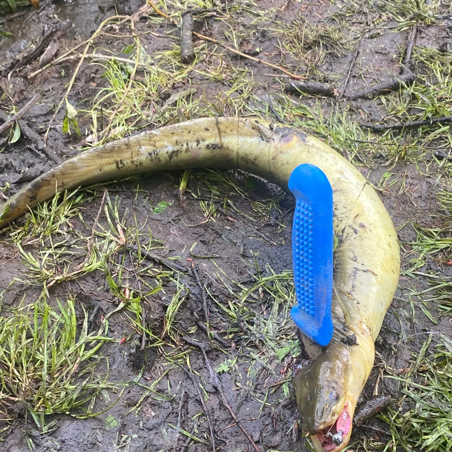 Shortfin eel caught on Fishbrain
