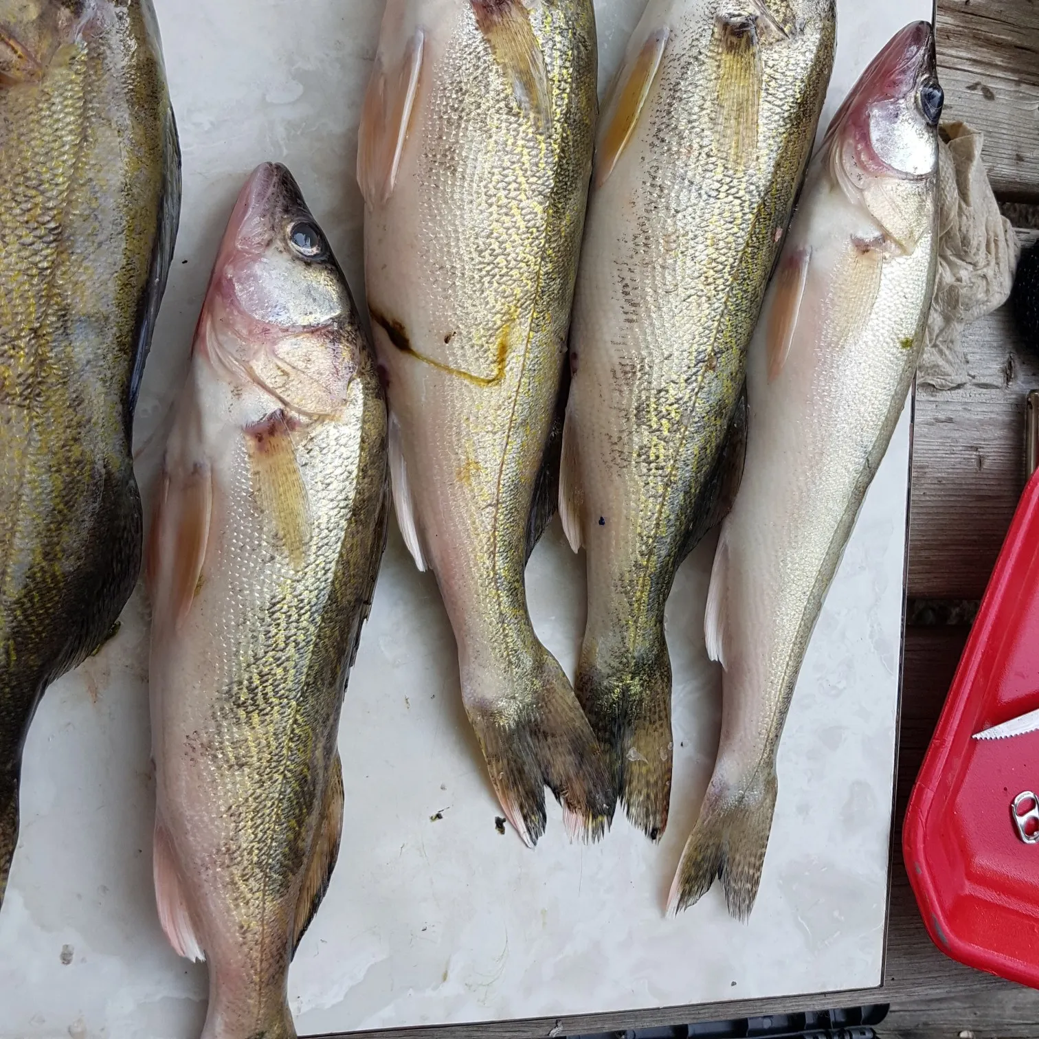 recently logged catches