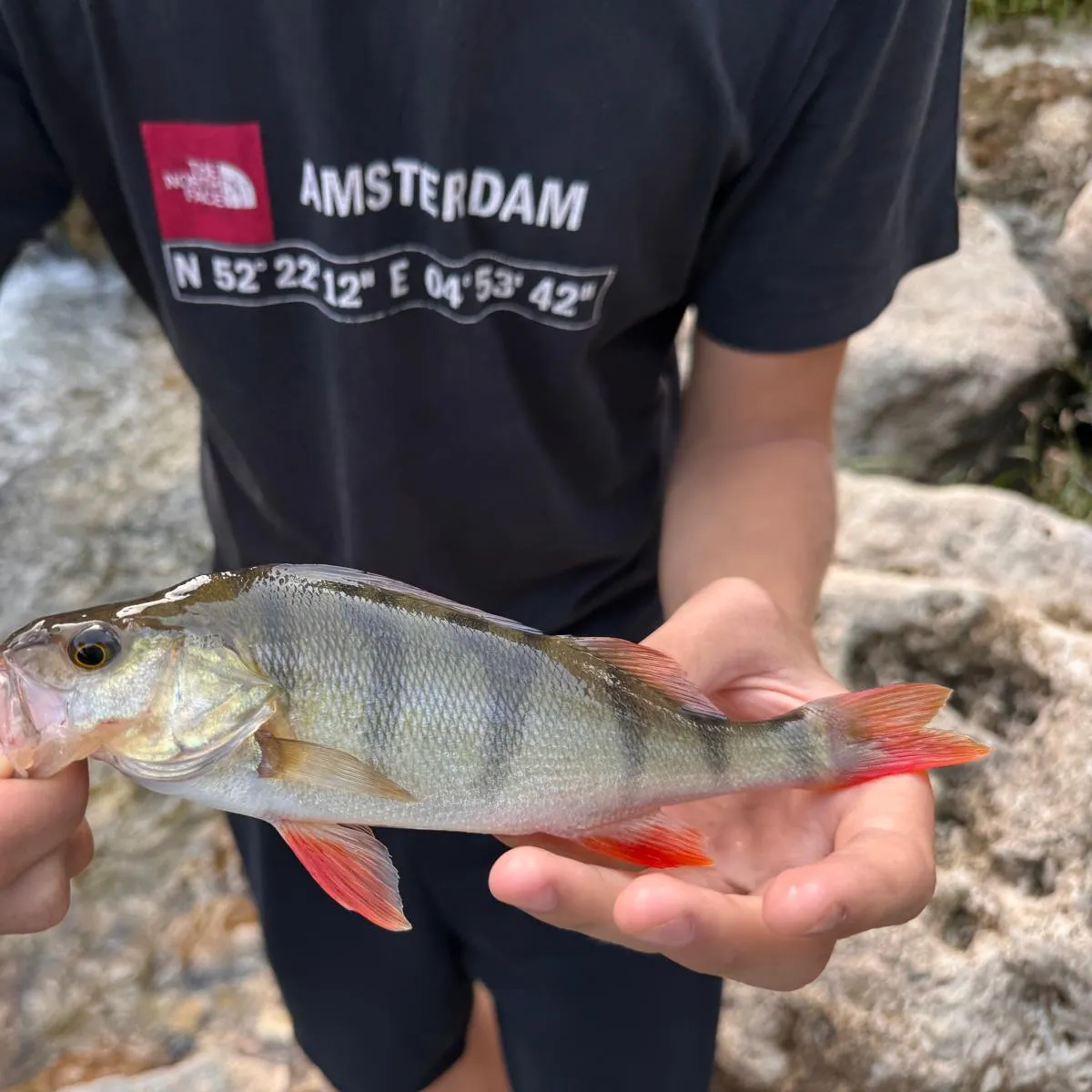 European perch caught on Fishbrain