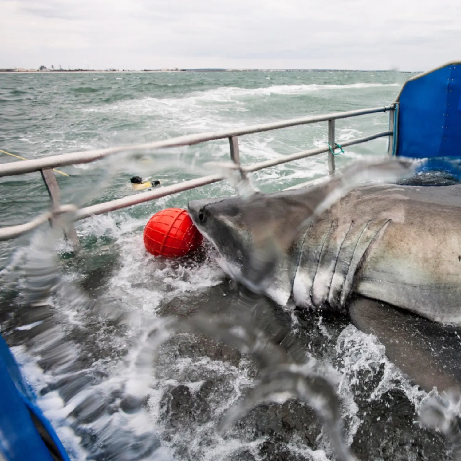 The most recent Great white shark catches on Fishbrain