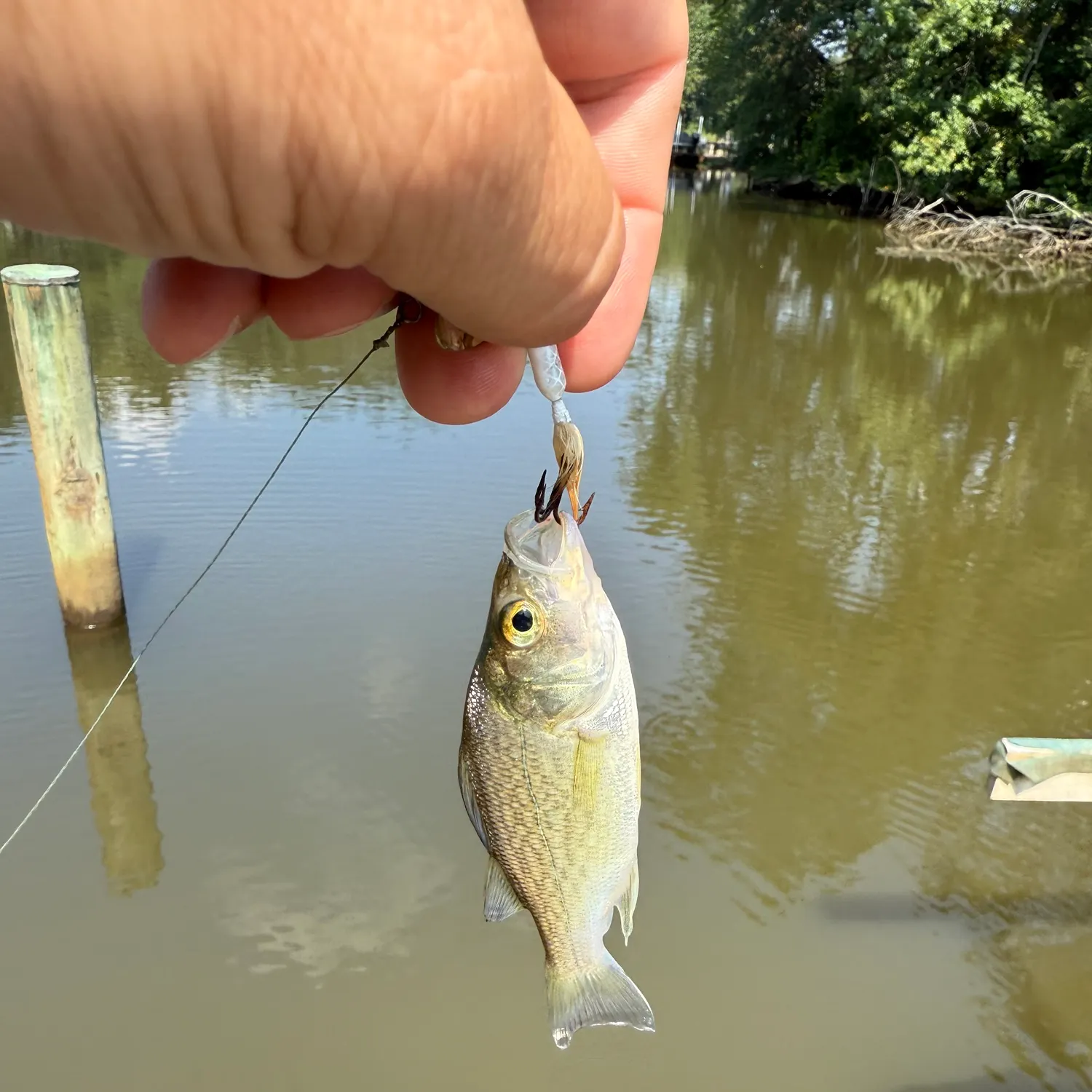 Fish caught on Fishbrain