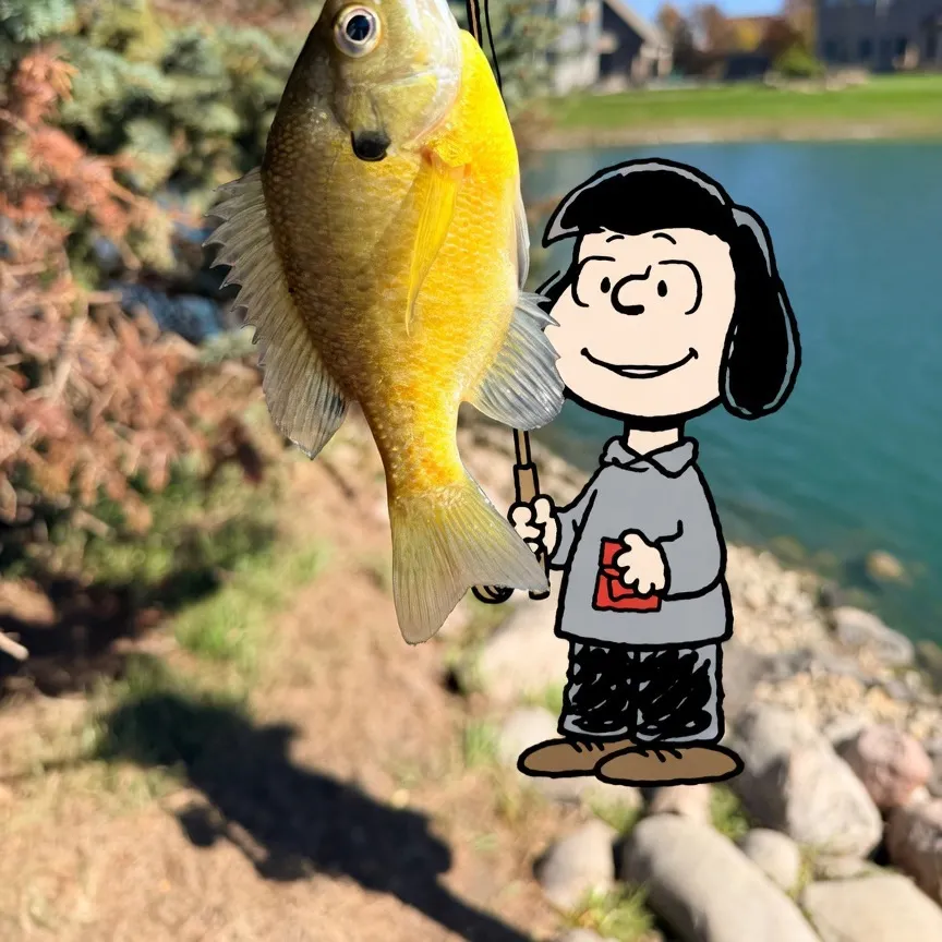 Bluegill caught on Fishbrain