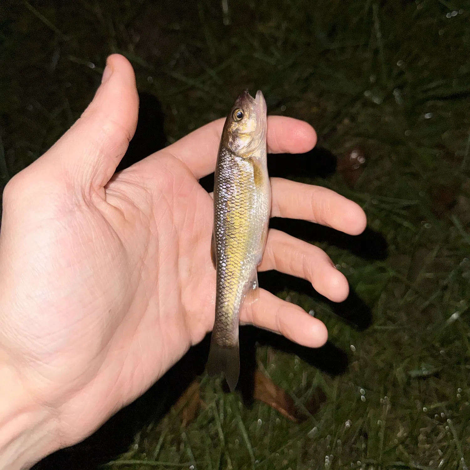 Creek chub caught on Fishbrain
