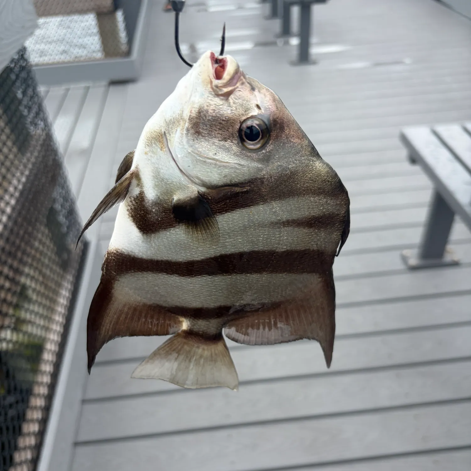 Atlantic spadefish caught on Fishbrain