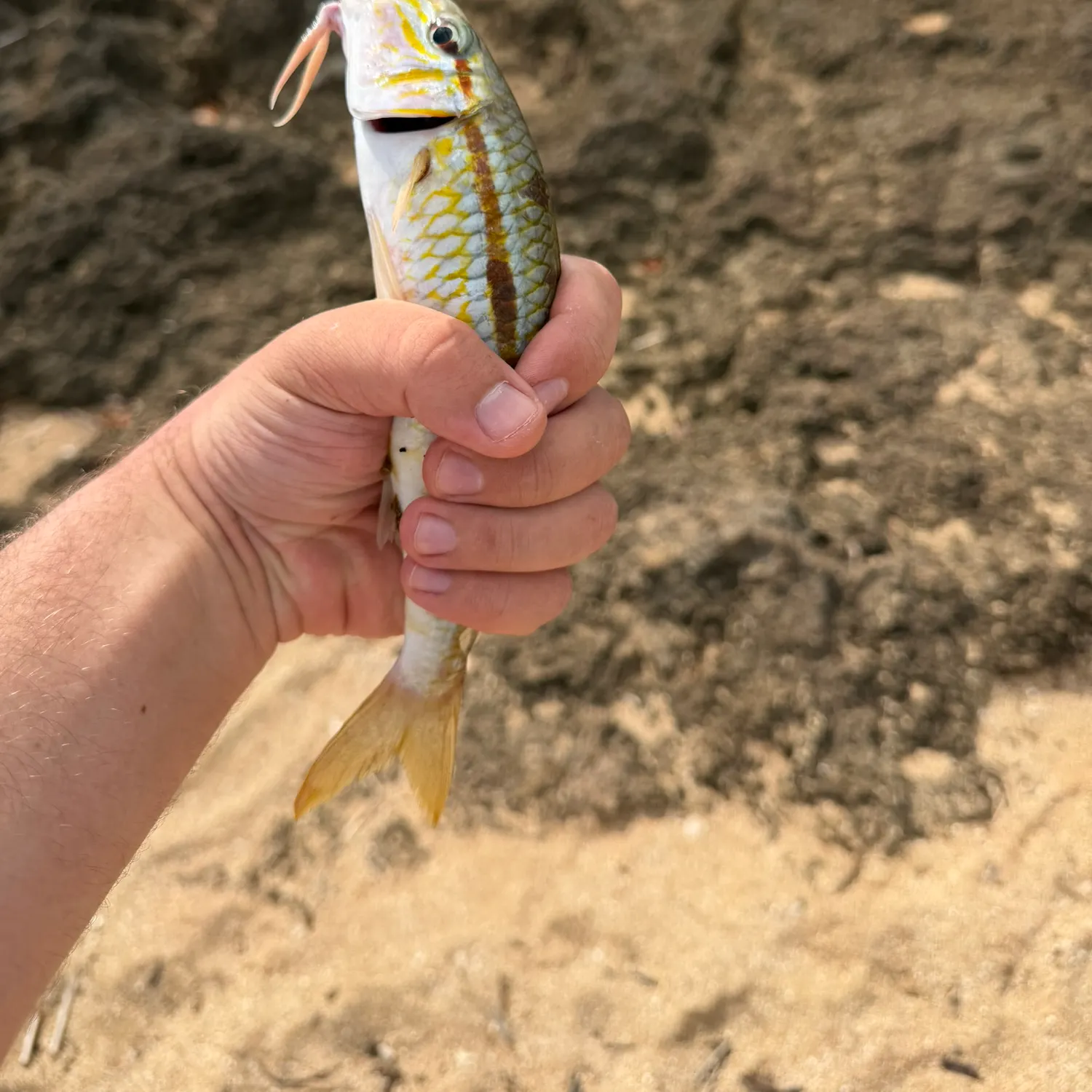 The most recent Yellowstripe goatfish catches on Fishbrain