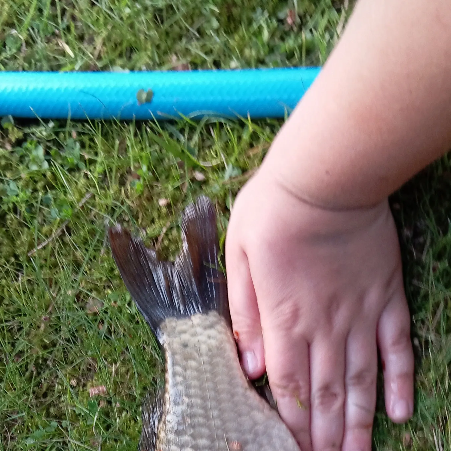 The most recent Crucian carp catches on Fishbrain