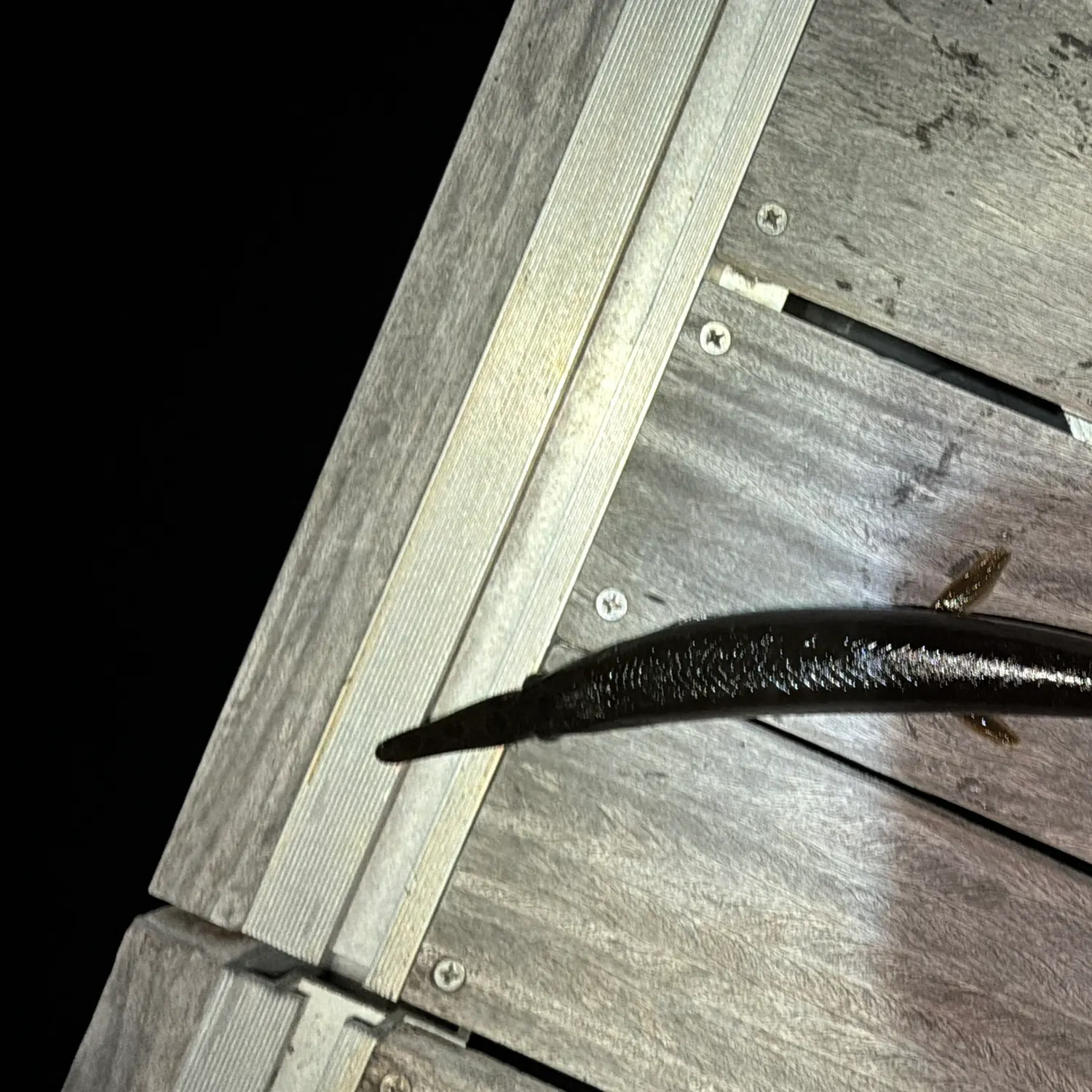 The most recent Florida gar catches on Fishbrain