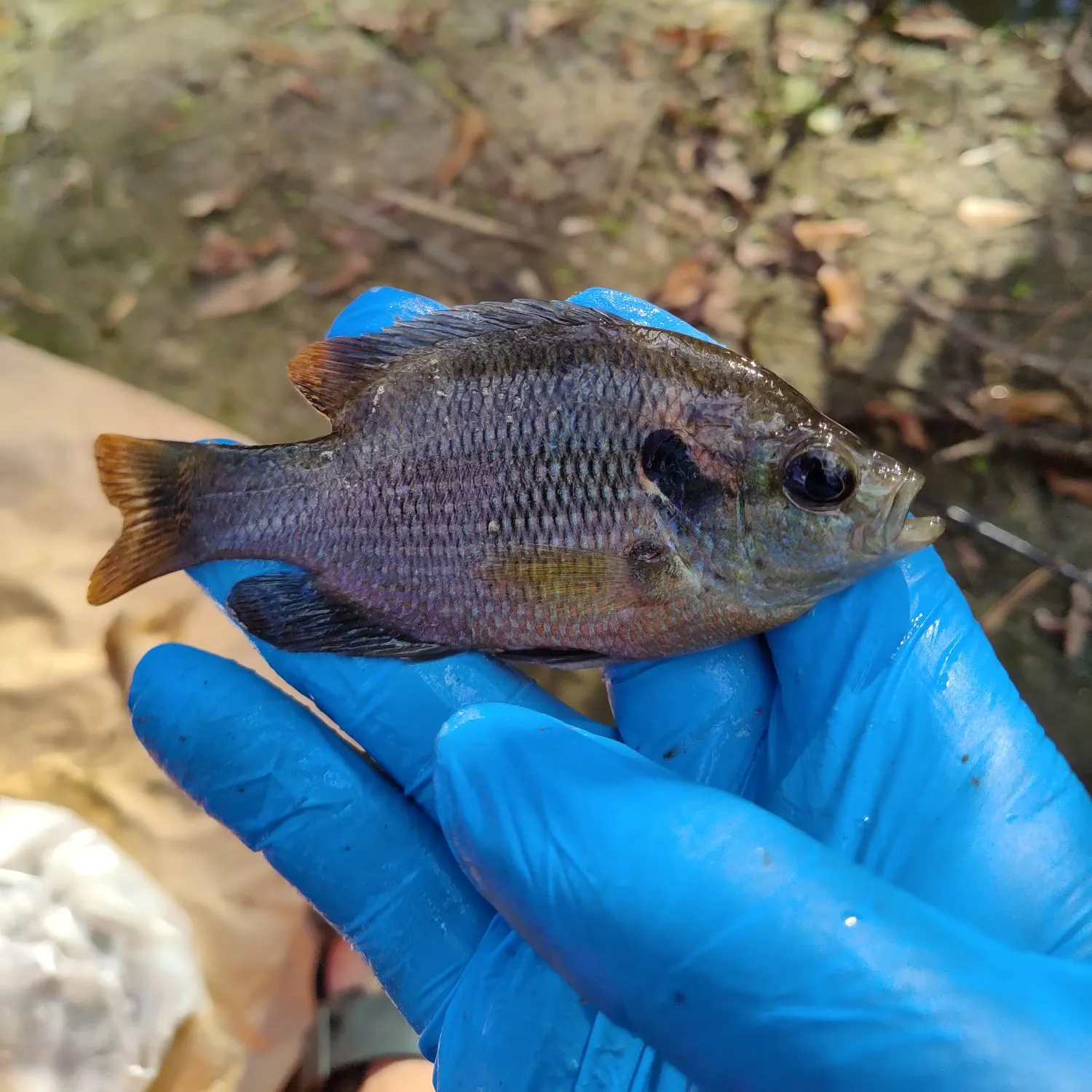 The most recent Redspotted sunfish catches on Fishbrain