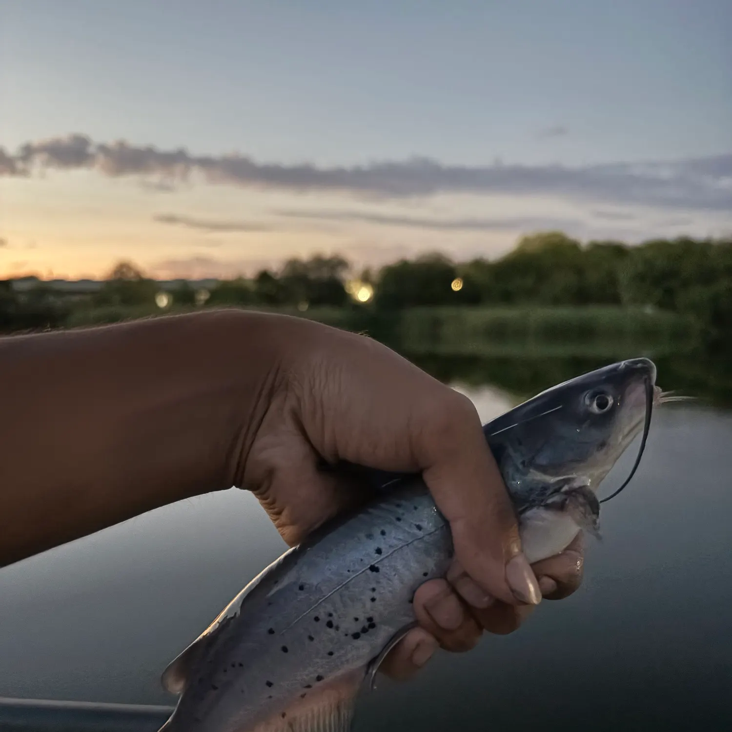 Channel catfish caught on Fishbrain