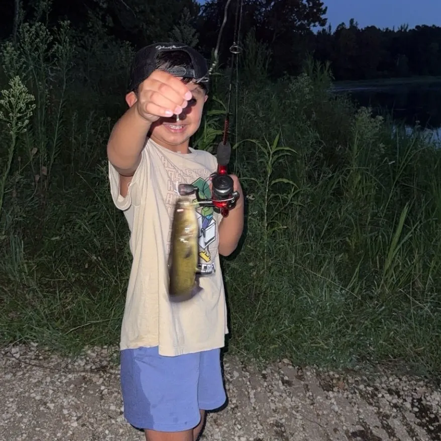 Black bullhead caught on Fishbrain