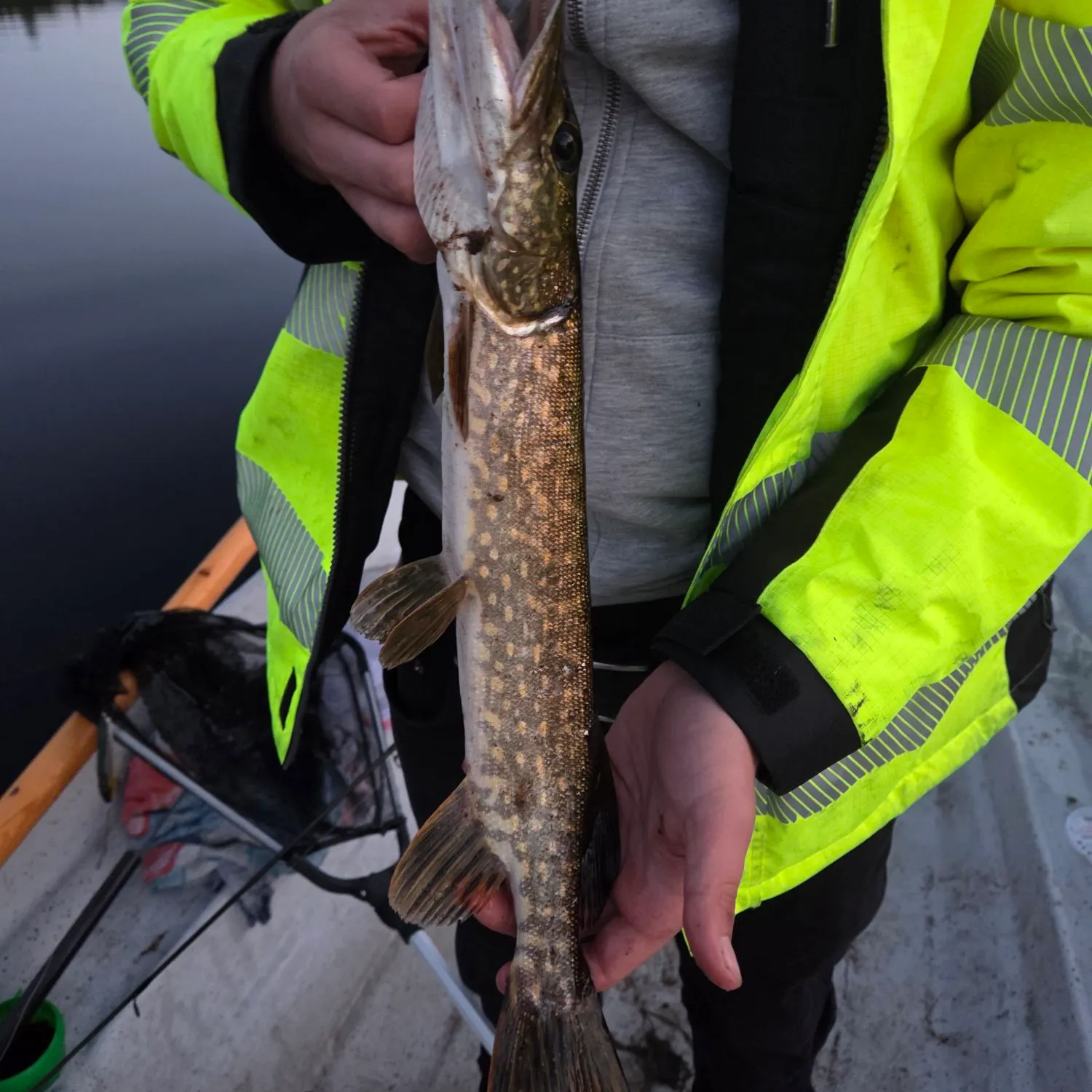 Northern pike caught on Fishbrain