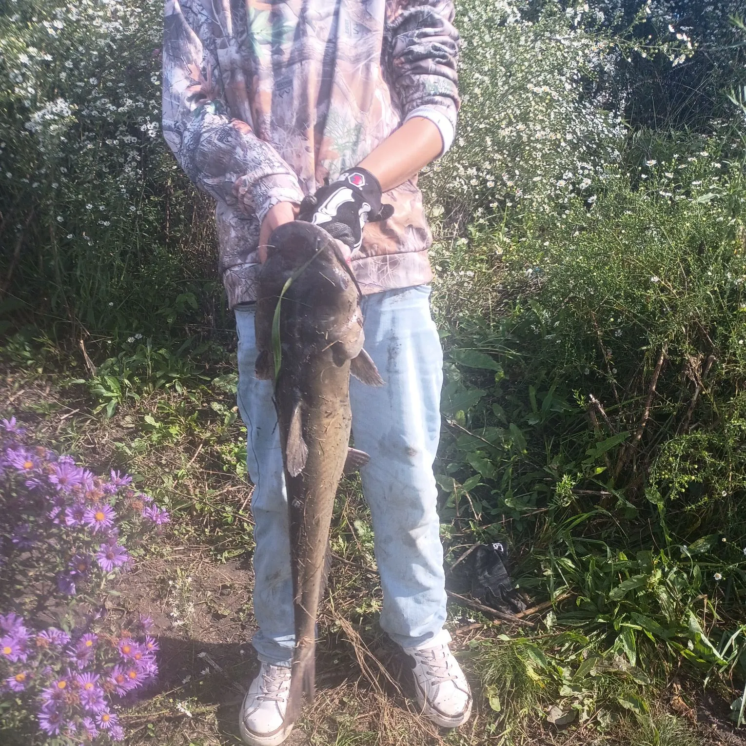 Channel catfish caught on Fishbrain