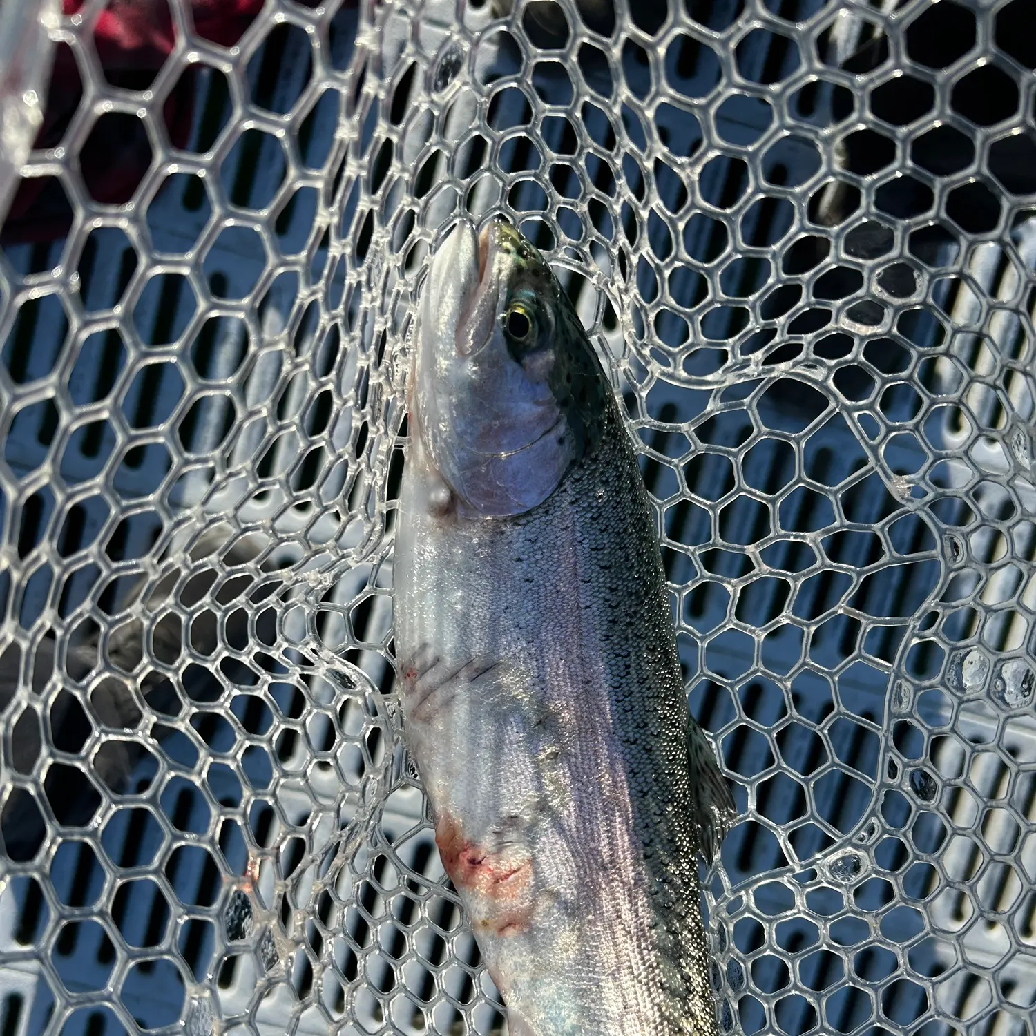Rainbow trout caught on Fishbrain