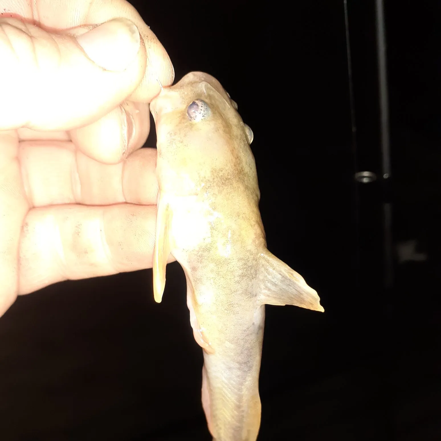 The most recent Northern madtom catches on Fishbrain