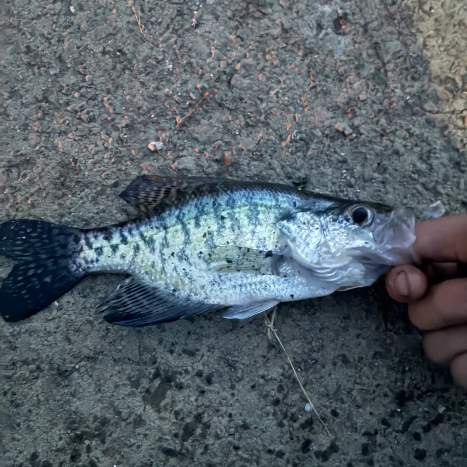 White crappie caught on Fishbrain