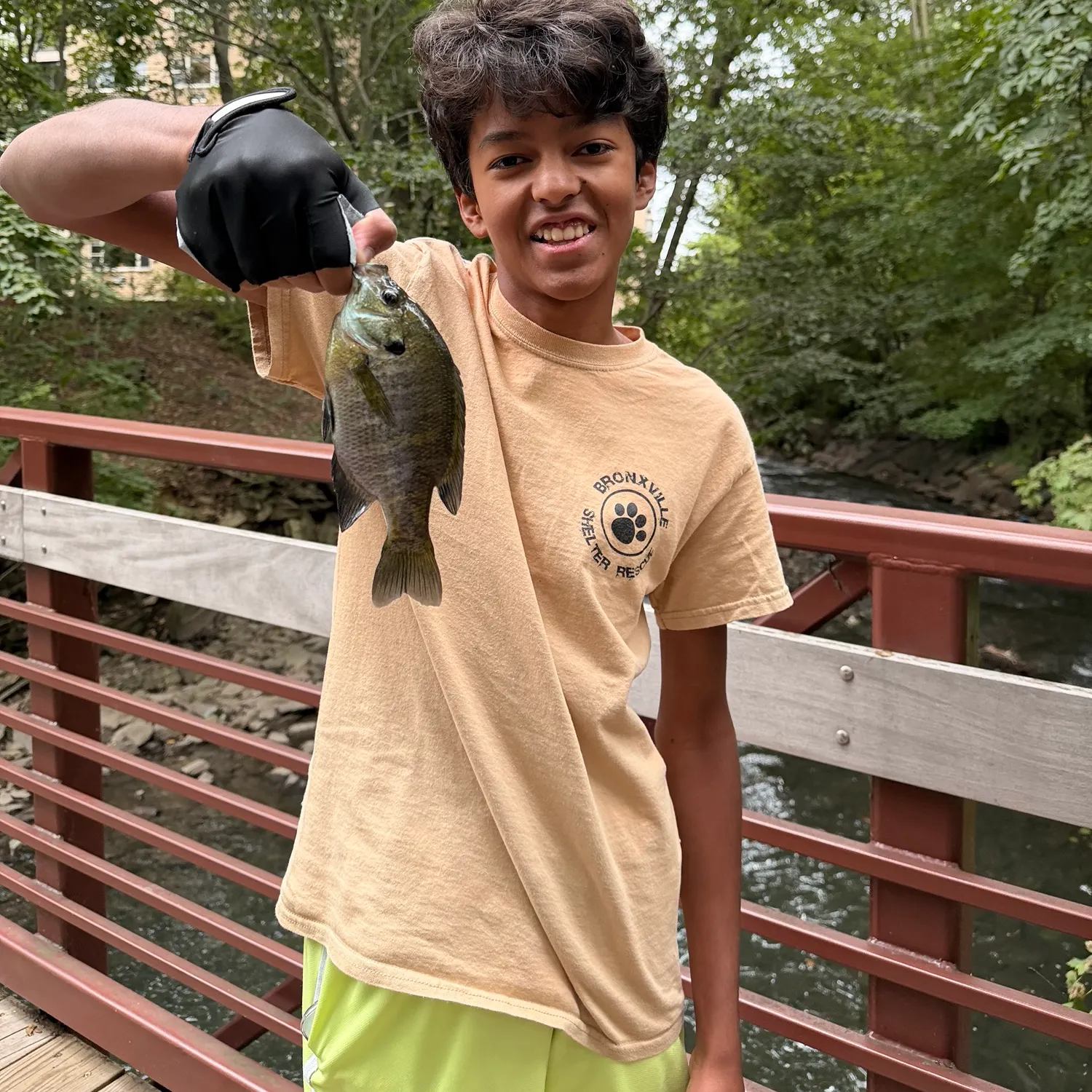 Bluegill caught on Fishbrain