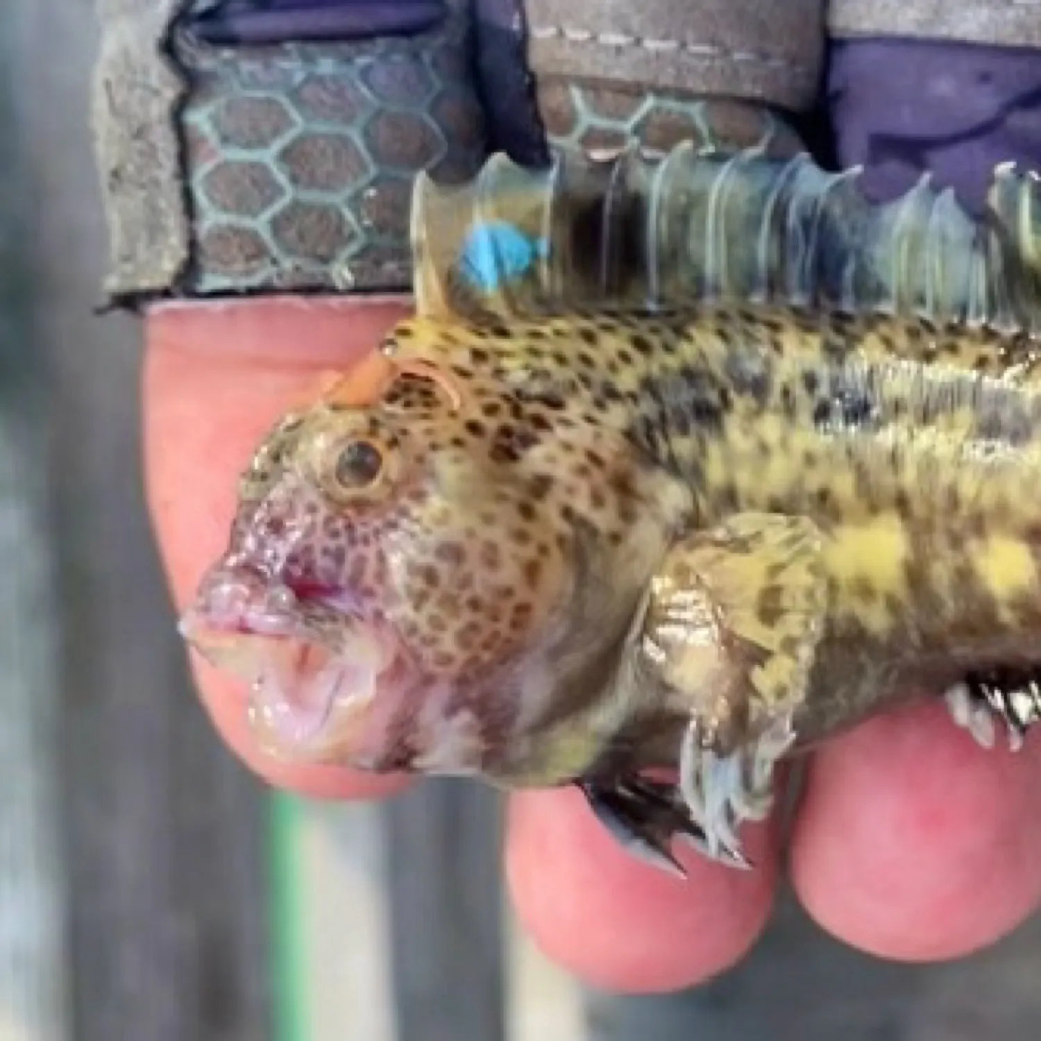 The most recent Feather blenny catches on Fishbrain