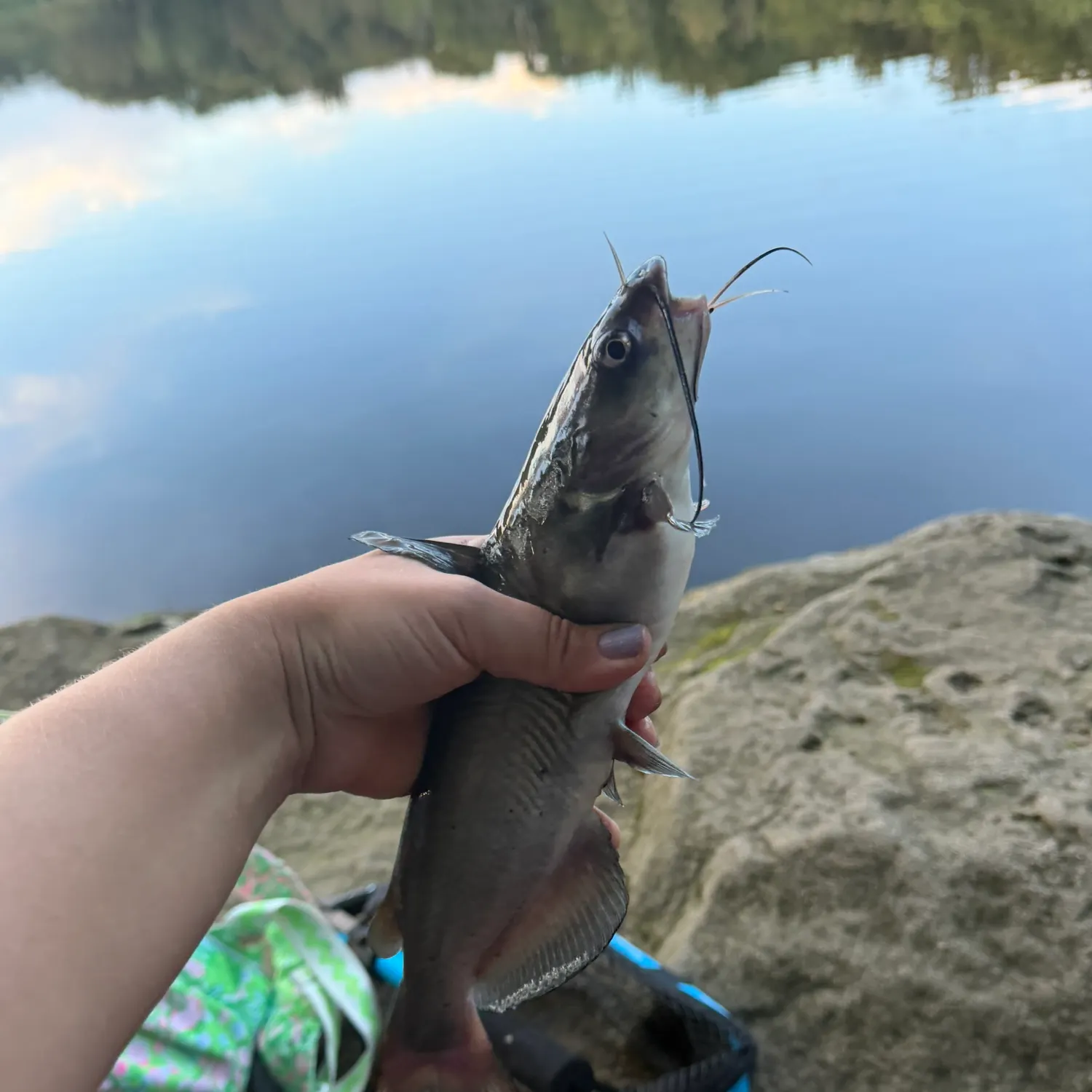 Channel catfish caught on Fishbrain