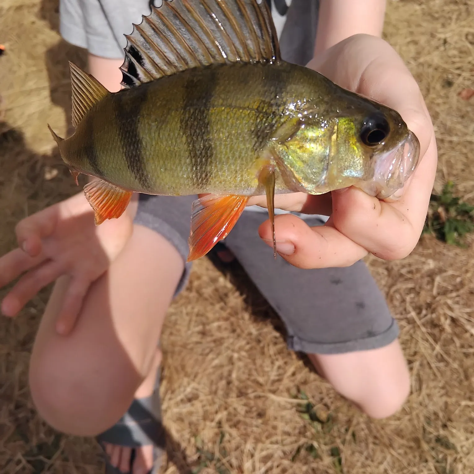 European perch caught on Fishbrain