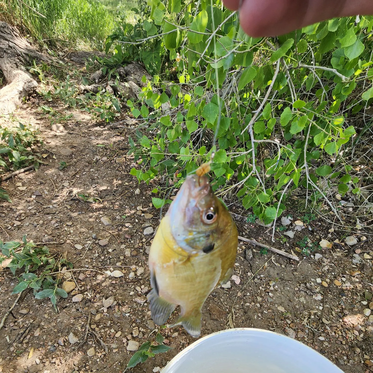 The most recent Spotted sunfish catches on Fishbrain