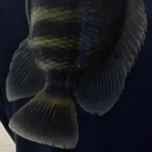 The most recent Zebra tilapia catches on Fishbrain