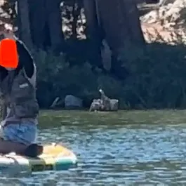 Rainbow trout caught on Fishbrain