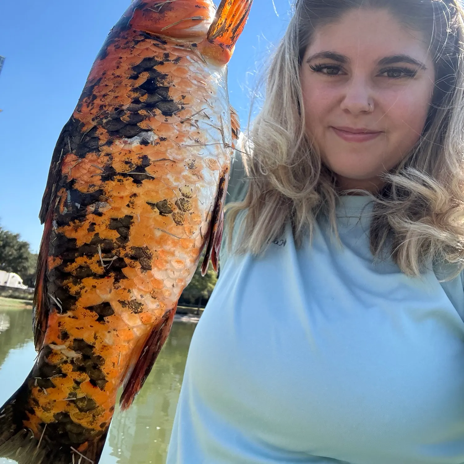 Koi carp caught on Fishbrain