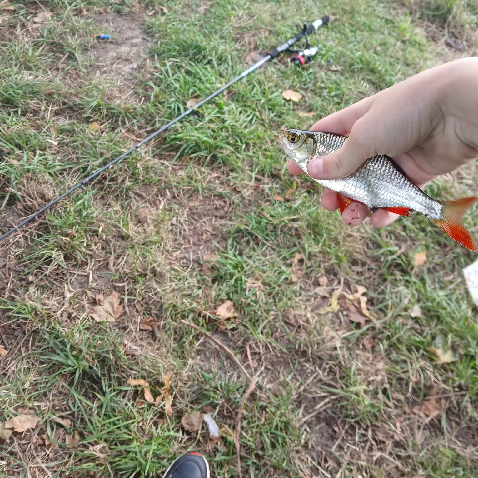 Common roach caught on Fishbrain