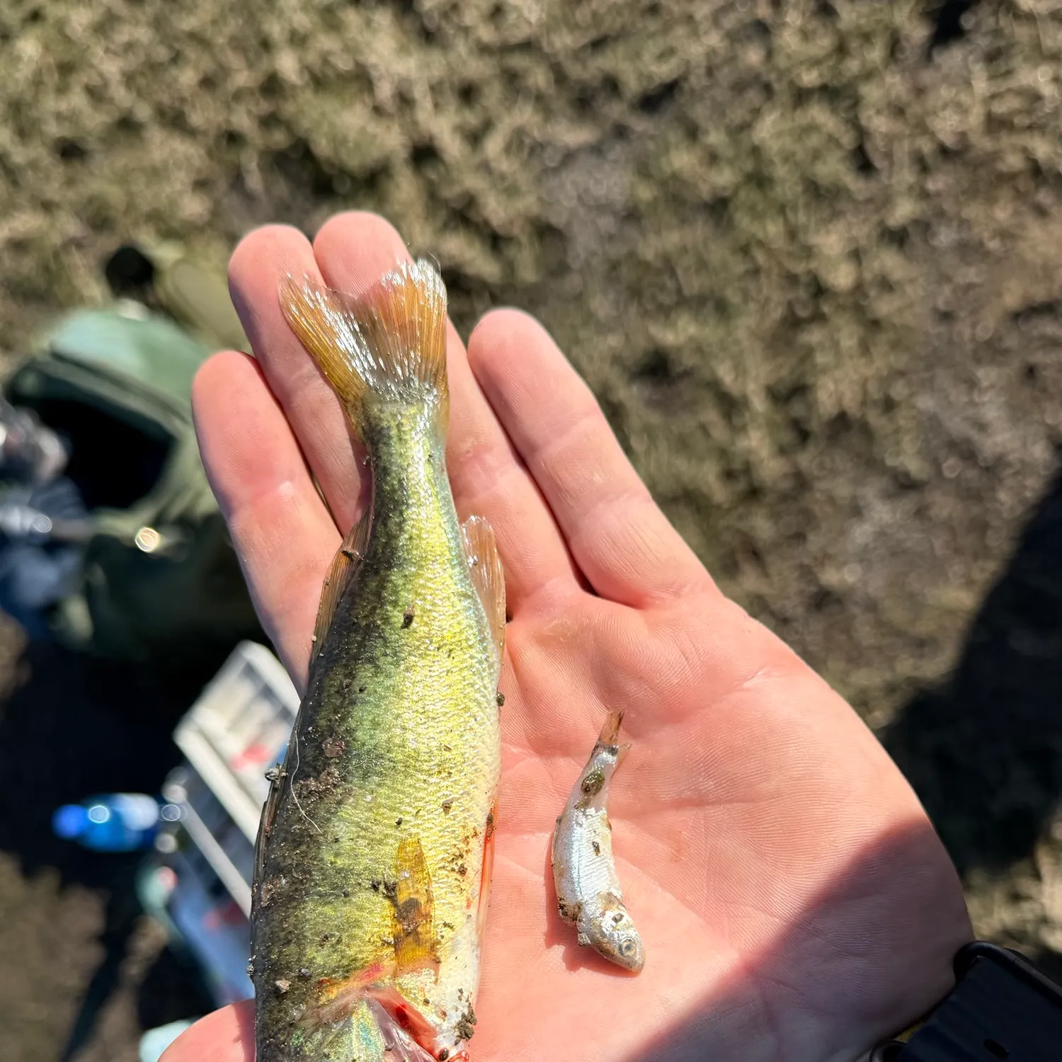 Yellow perch caught on Fishbrain
