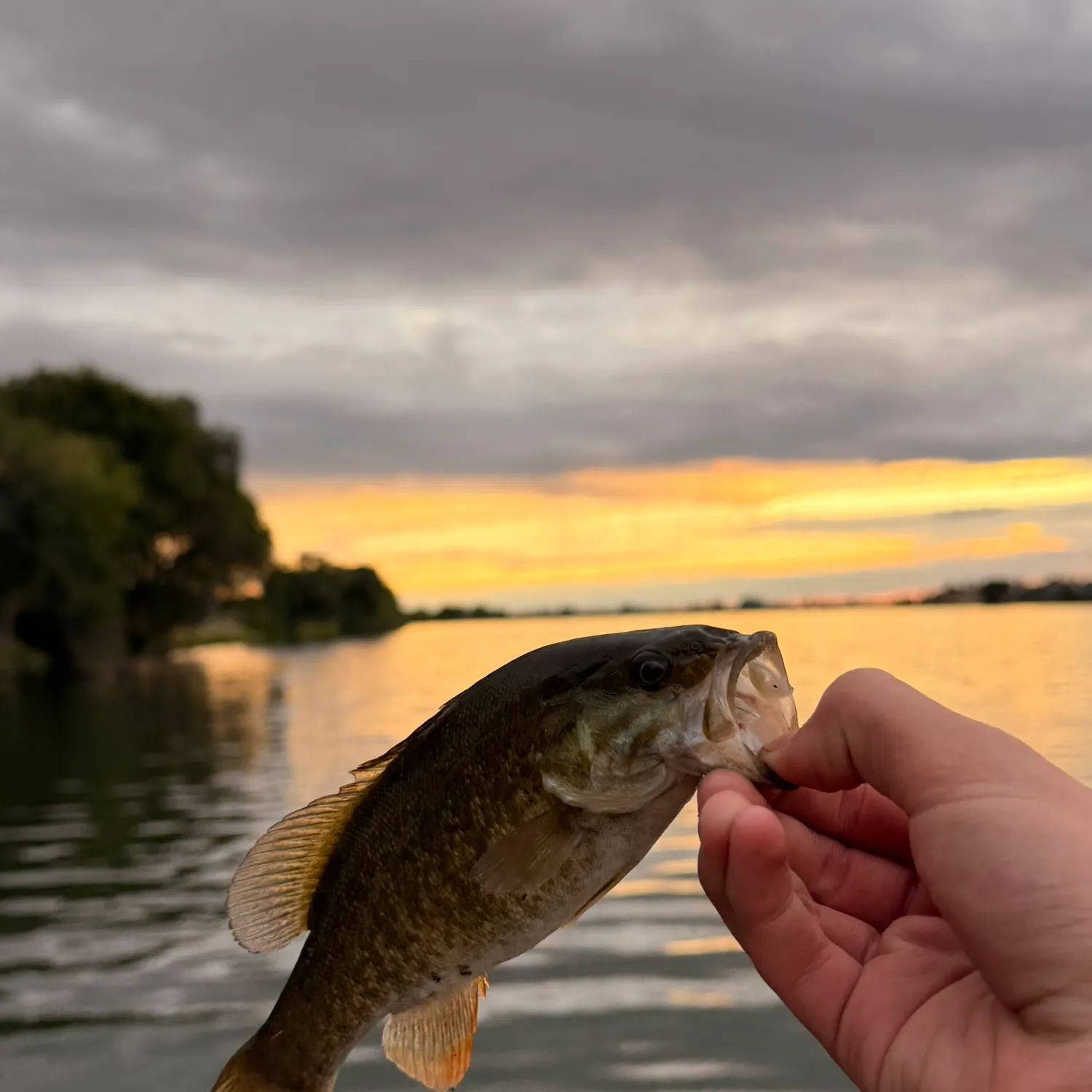 Smallmouth bass caught on Fishbrain