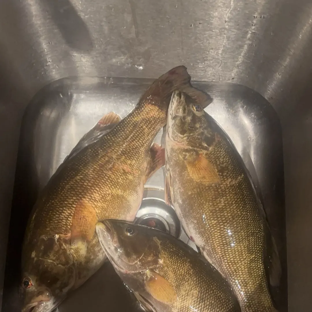 Smallmouth bass caught on Fishbrain