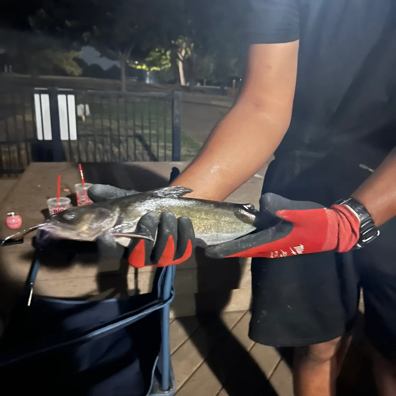 Channel catfish caught on Fishbrain