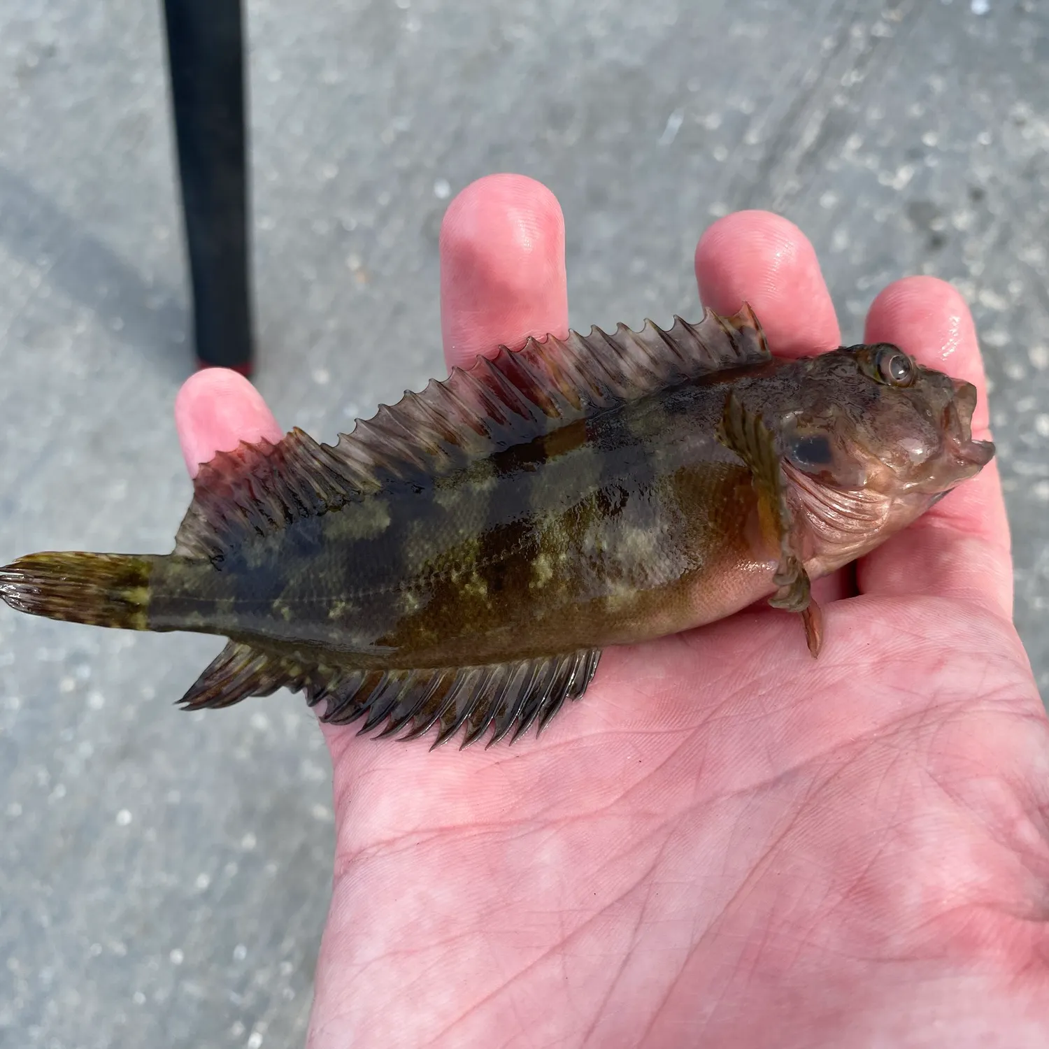 The most recent Florida blenny catches on Fishbrain