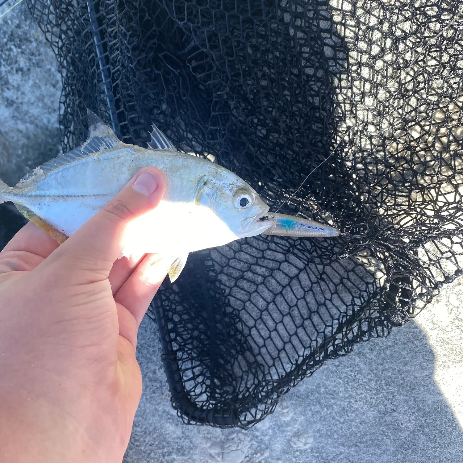 The most recent Brassy trevally catches on Fishbrain