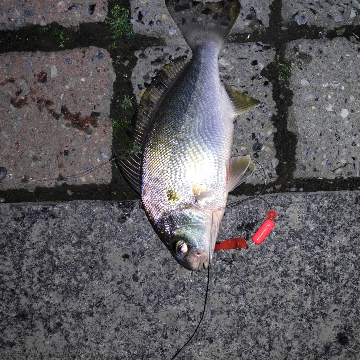 Spot croaker caught on Fishbrain