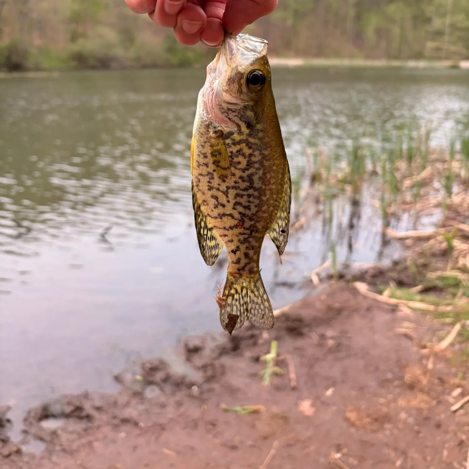 The most recent Black crappie catches on Fishbrain