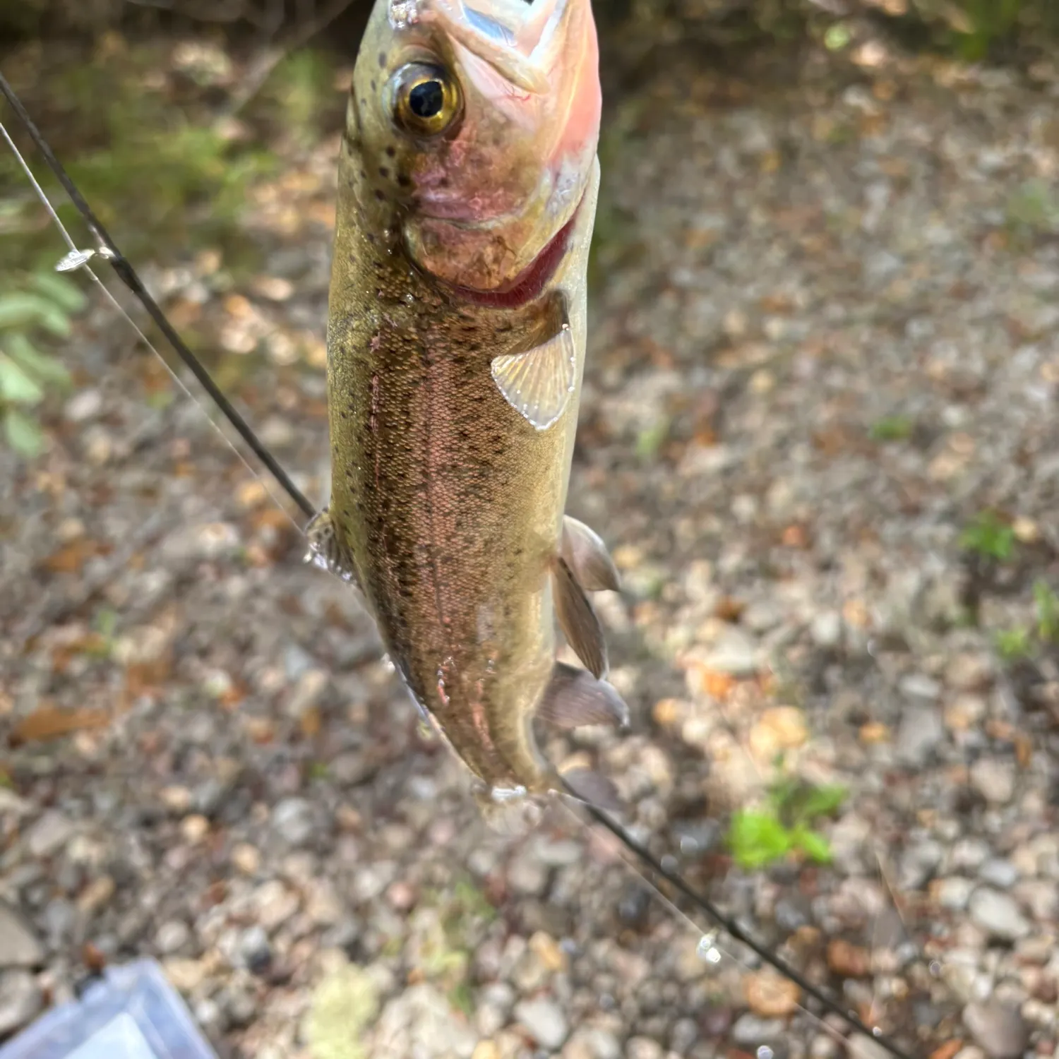 Rainbow trout caught on Fishbrain
