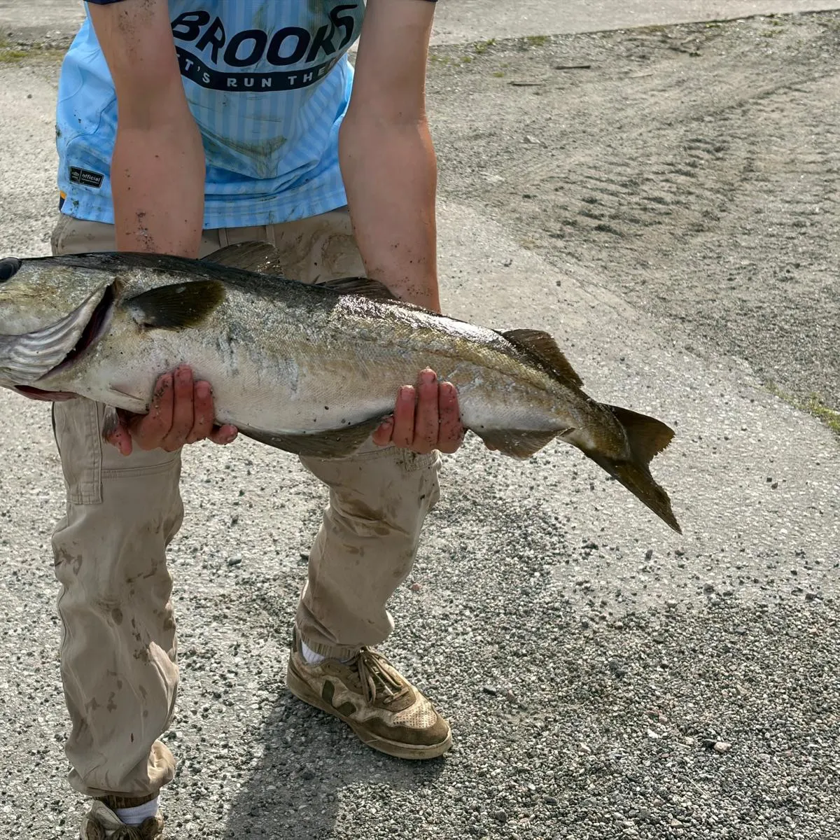 Pollack caught on Fishbrain