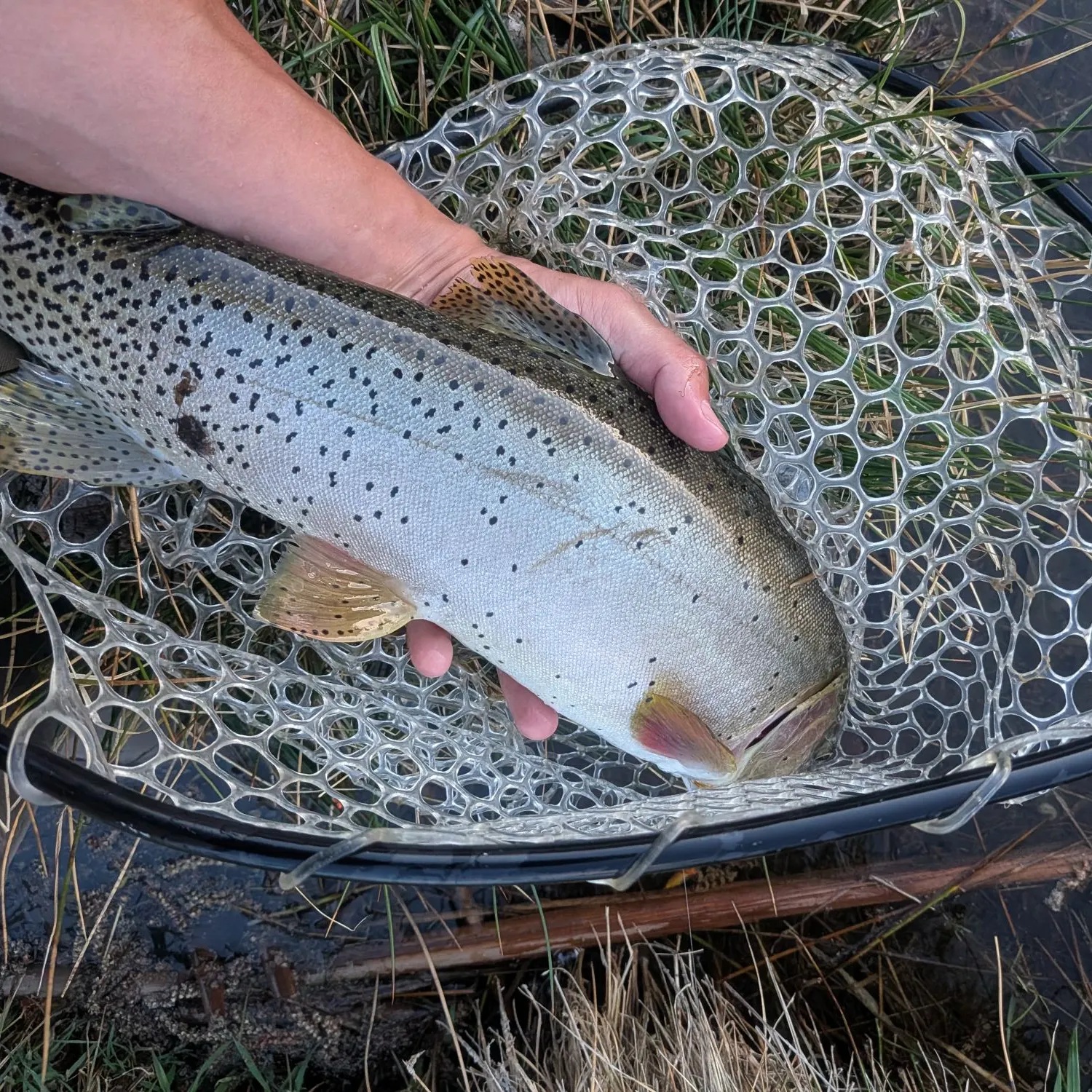 The most recent Cutthroat trout catches on Fishbrain