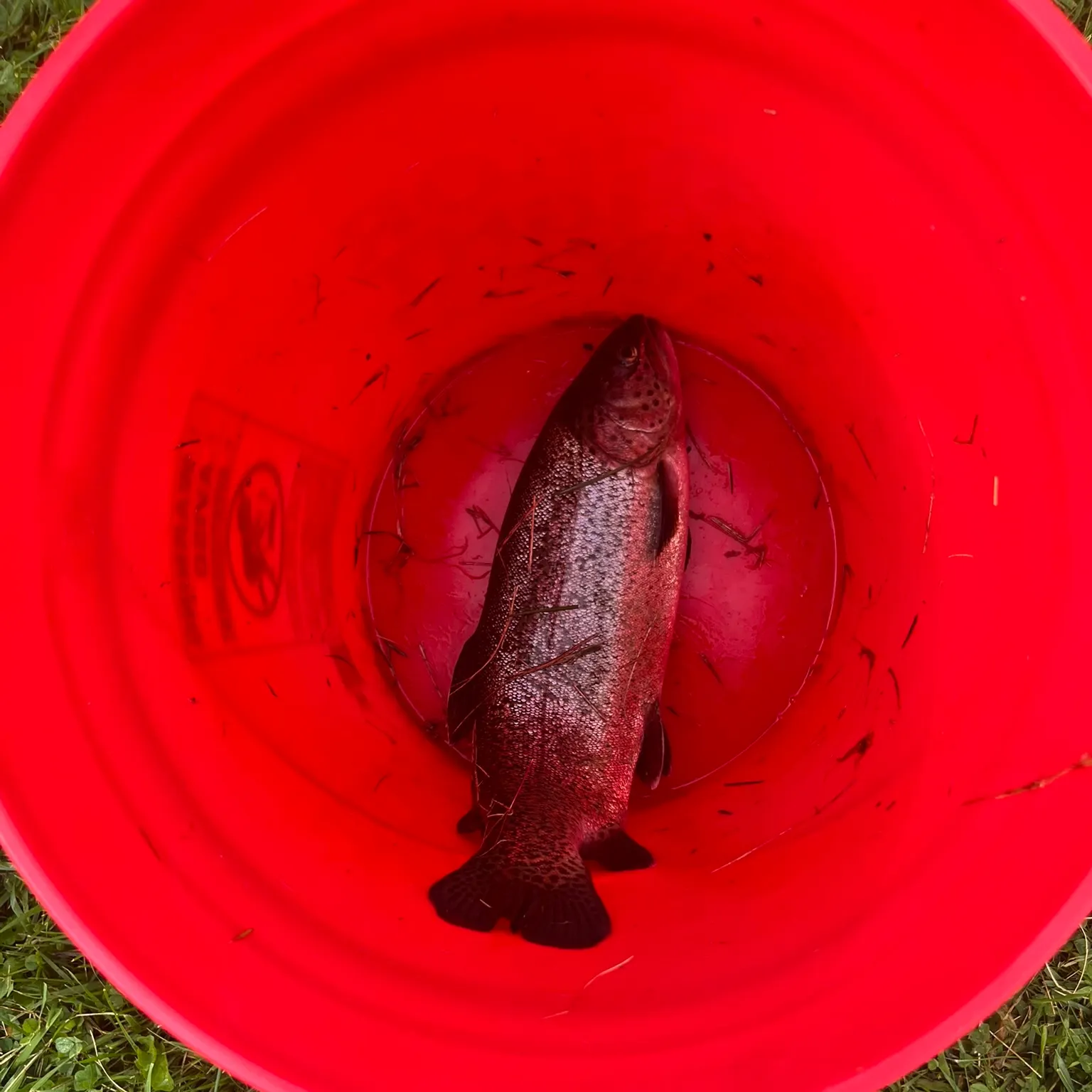 Rainbow trout caught on Fishbrain