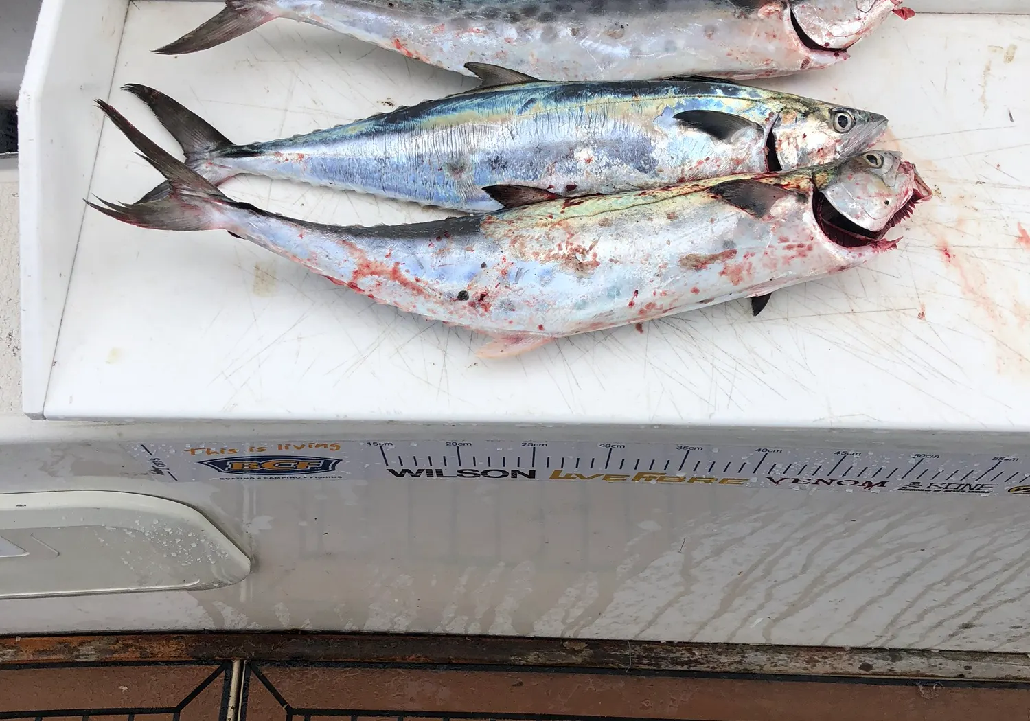 Queensland school mackerel