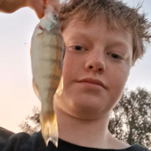 Yellow perch caught on Fishbrain