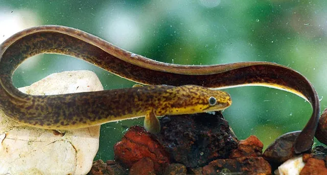 Speckled longfin eel