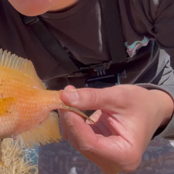 The most recent Red devil cichlid catches on Fishbrain