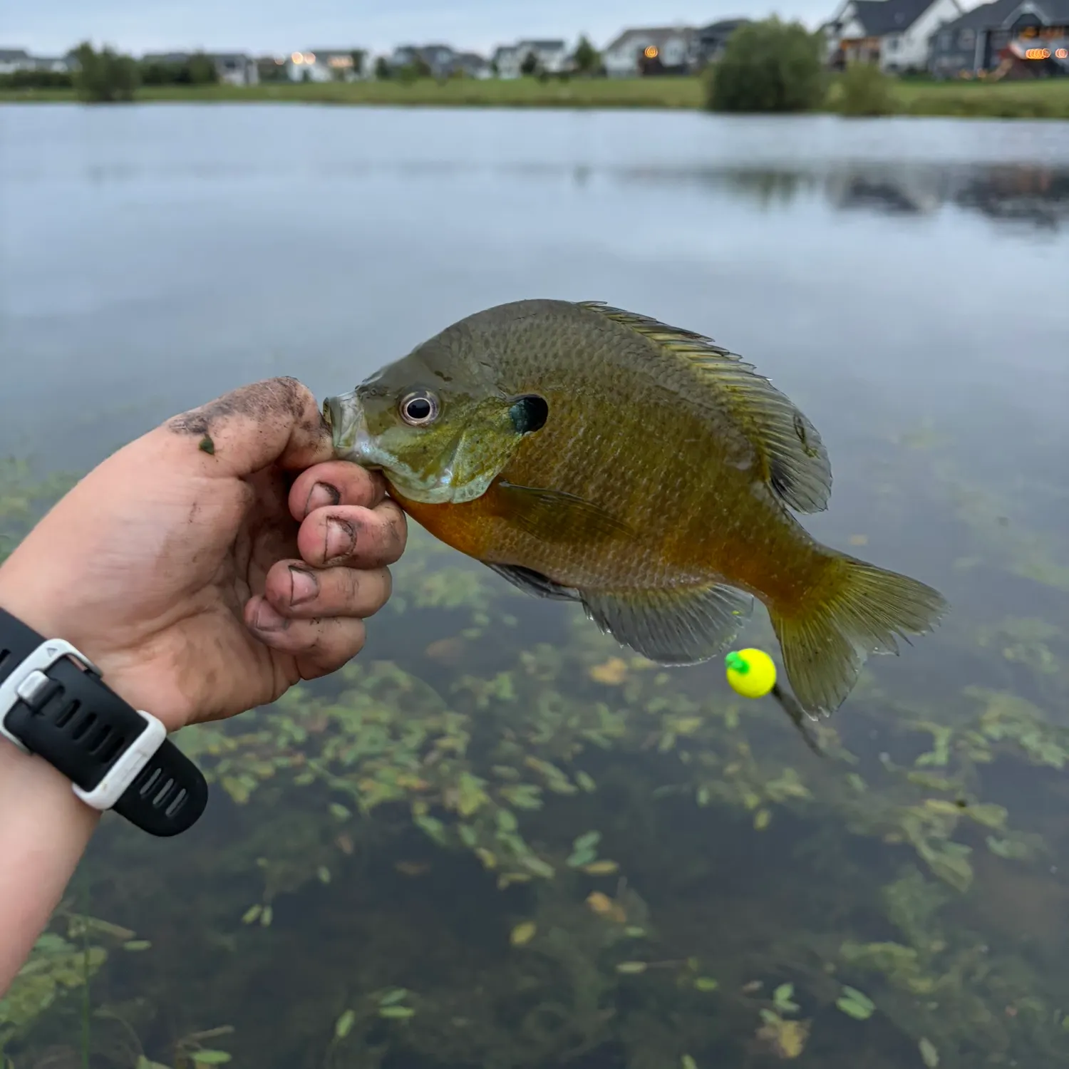 Bluegill caught on Fishbrain